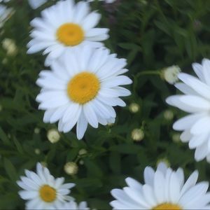 Meet your Posher, Charles